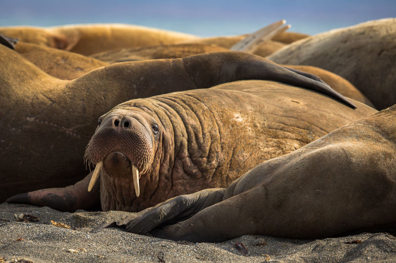 Sea lions relaxing on beach