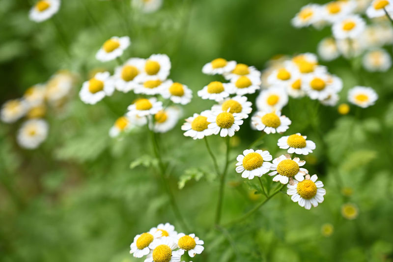 Close-up of white daisy flowers