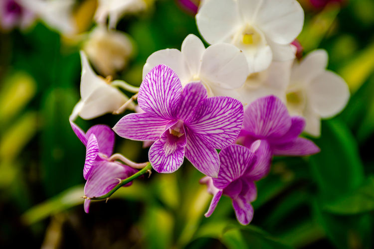 Close-up of wet purple orchid flower on blur background.