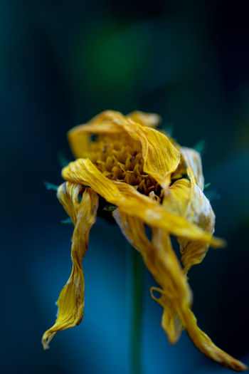 Close-up of wilted yellow flower