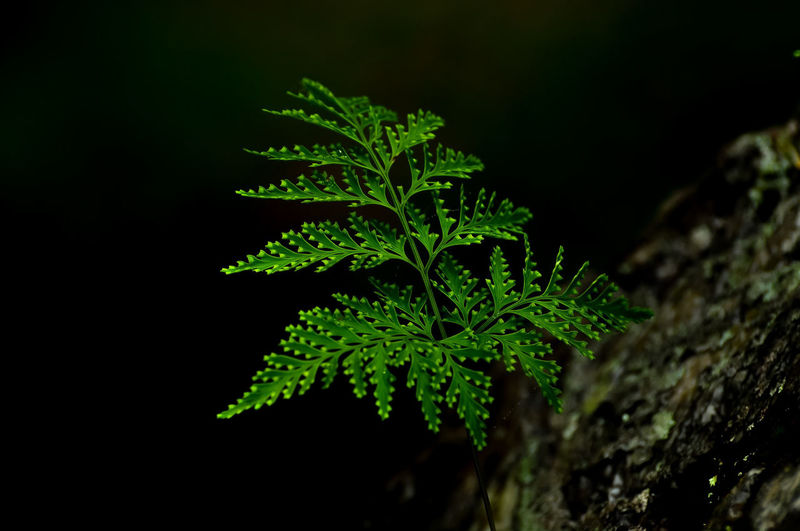 Close-up of fresh green plant against black background