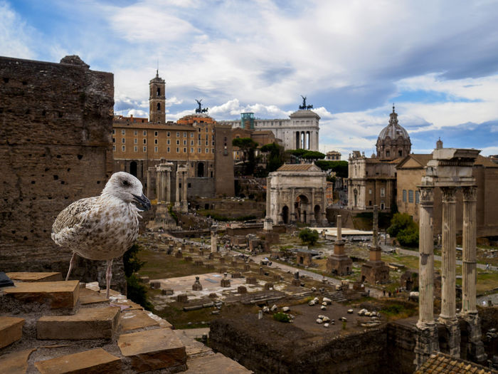 Seagull perching by ancient rome against sky