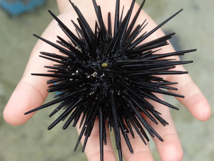 Human hand holding black sea urchin
