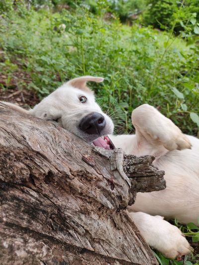 Close-up of a dog on tree trunk