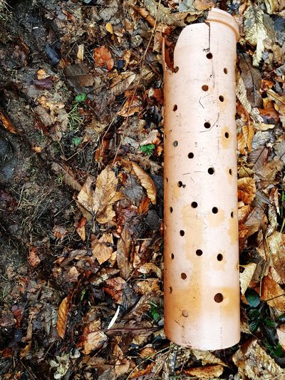 Close-up of tree trunk