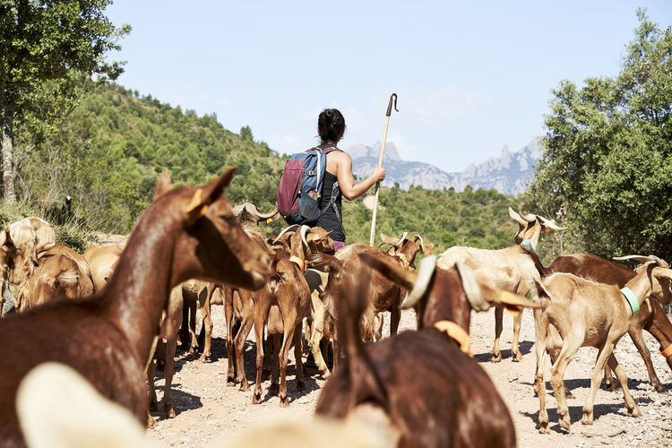 Female shepherd with backpack hiking along goats