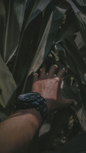 Cropped hand of man amidst plants