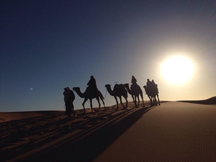 People with camel on desert against sky during sunrise