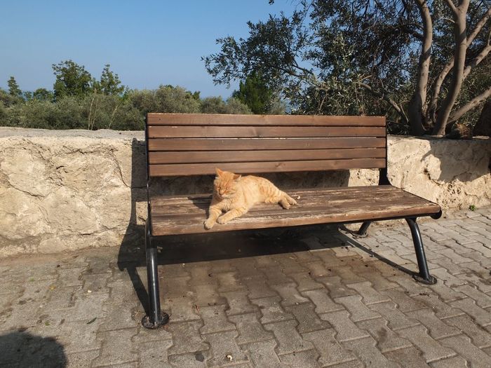 View of dog resting on bench