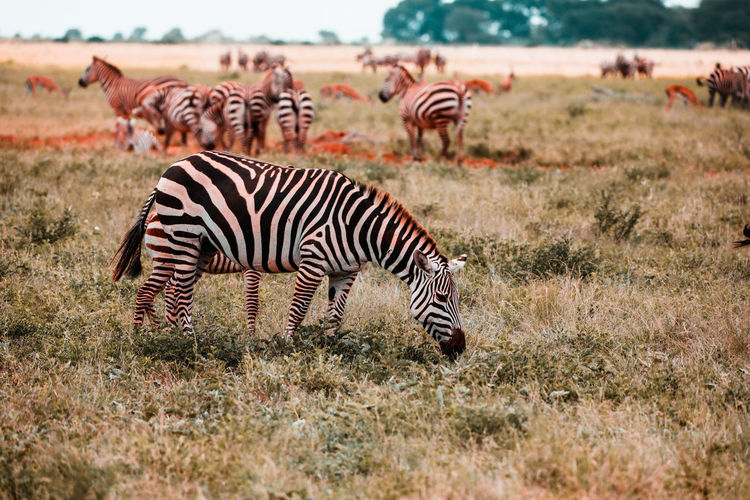 Zebras in amboseli national park, kenya, africa
