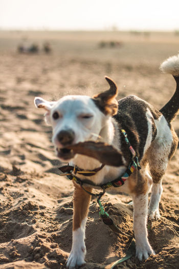 Portrait of dog standing on beach