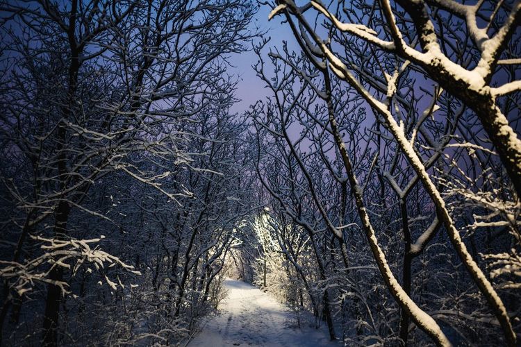Trees in forest