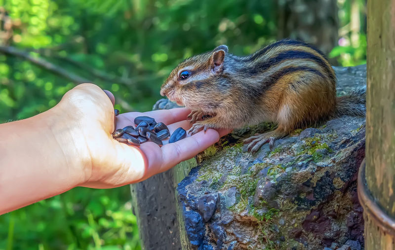 Cropped hand holding squirrel