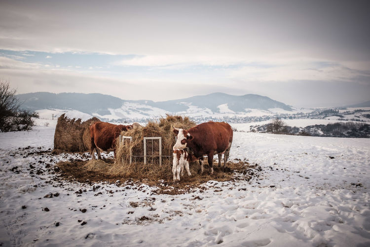 Cow standing on snow covered field against sky