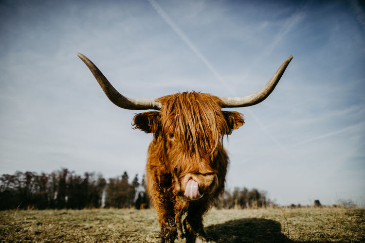 Close up of a scottish highland cattle on a field looking into camera and licking with its tongue