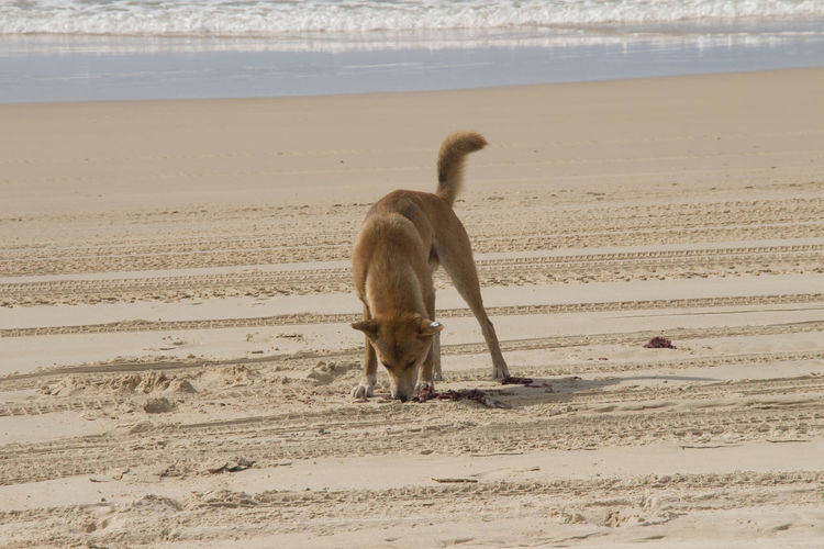 Close-up of dingo at beach