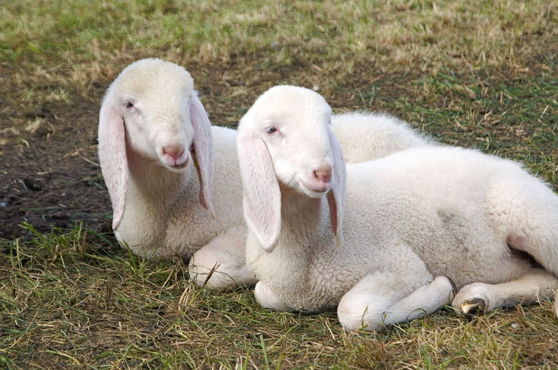 Close-up of lambs relaxing on field