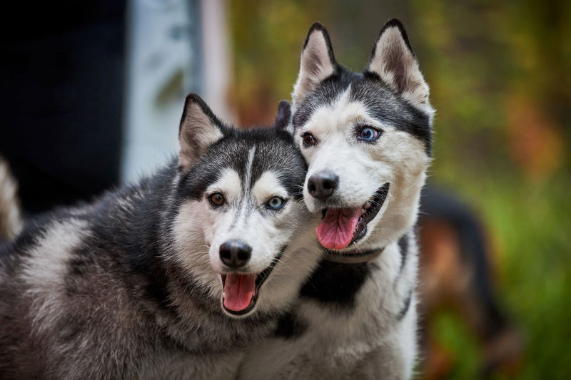 Two siberian husky dogs with open mouths sticking out tongues, purebred siberian husky dogs close up