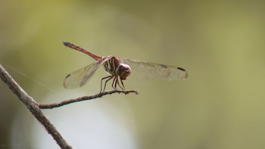 Close-up of dragonfly