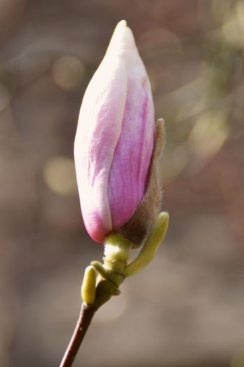 Close-up of pink flower