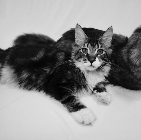 Close-up of cat sitting