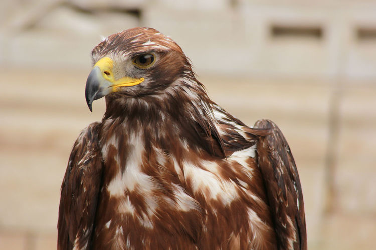 Close-up of golden eagle