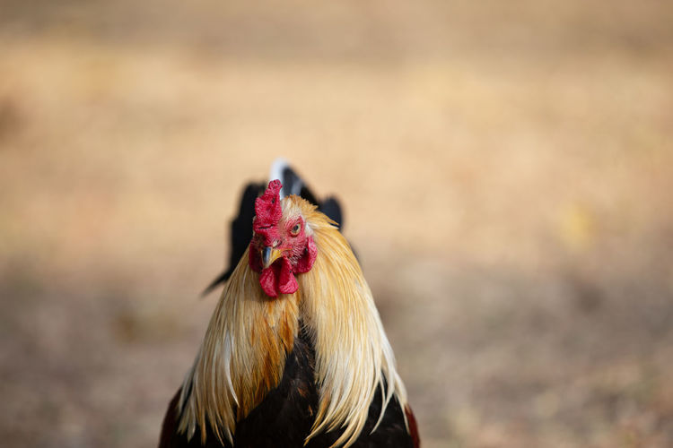Closeup chicken with blurred background