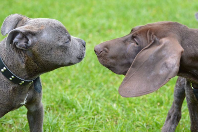 Close-up of two dogs looking at each other