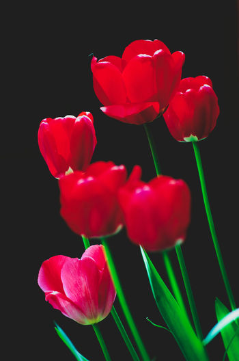 Close-up of red tulips against black background