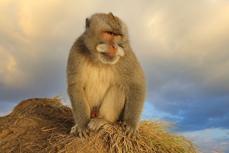 Balinese long-tailed monkey - macaca fascicularis - in natural habitat, ubud, bali, indonesia