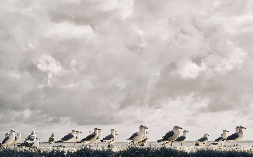 Low angle view of seagulls perching on beach against sky