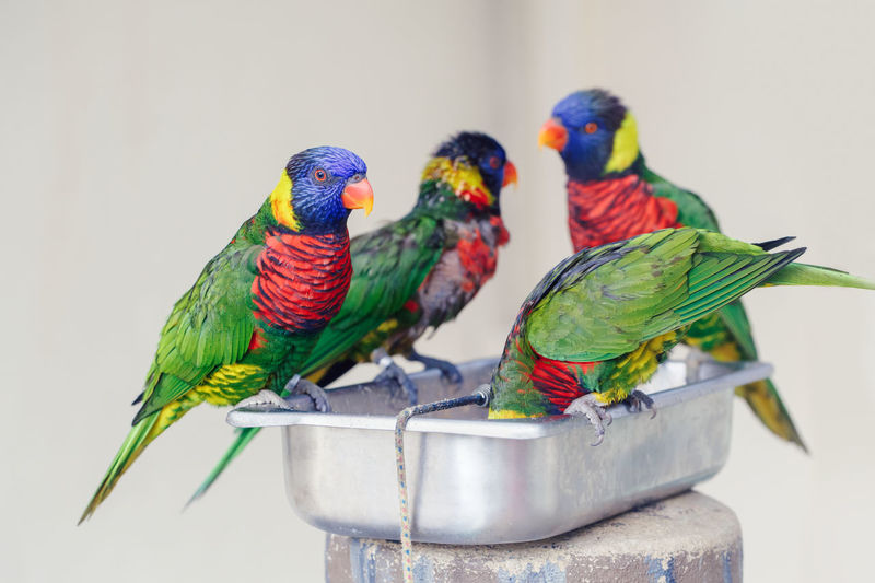 Group flock of many few lorikeet parrots feeding from bowl in zoo