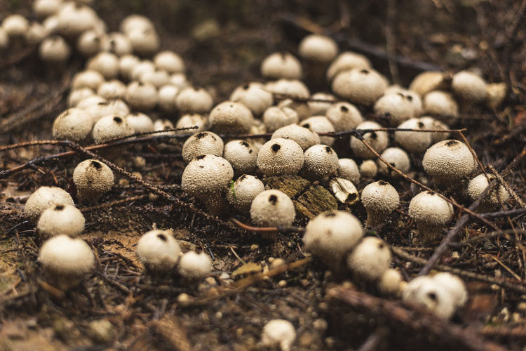 Common puffball mushrooms in group growing on the forest floor in early autumn