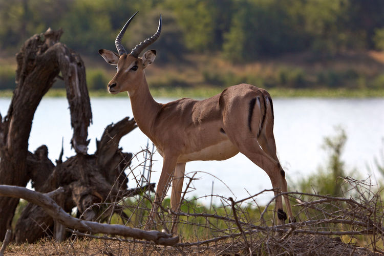 View of antelope