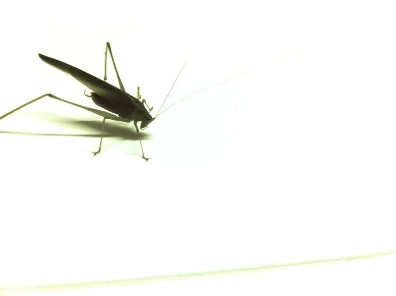 one animal, animal themes, insect, animals in the wild, wildlife, flying, copy space, mid-air, full length, close-up, clear sky, transportation, animal wing, no people, day, nature, spread wings, zoology, two animals, outdoors