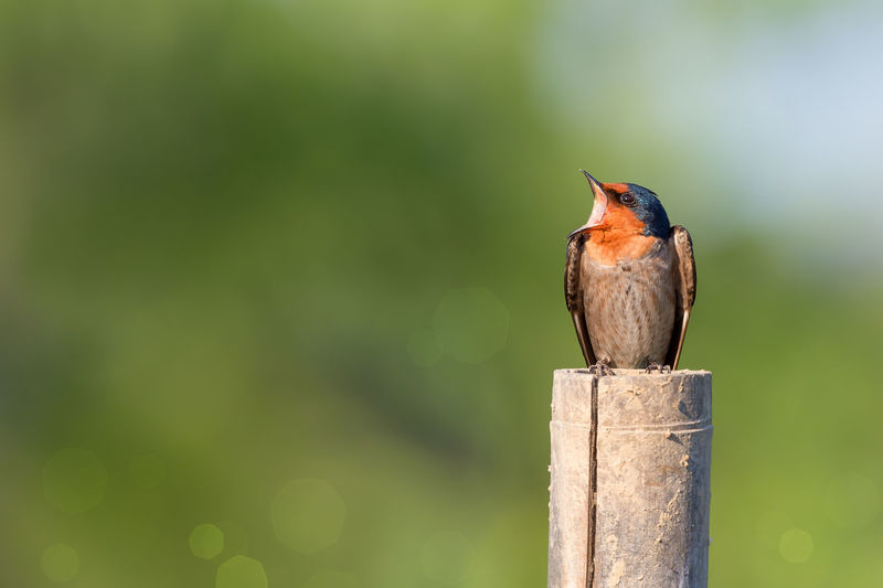 Bird perching on pole