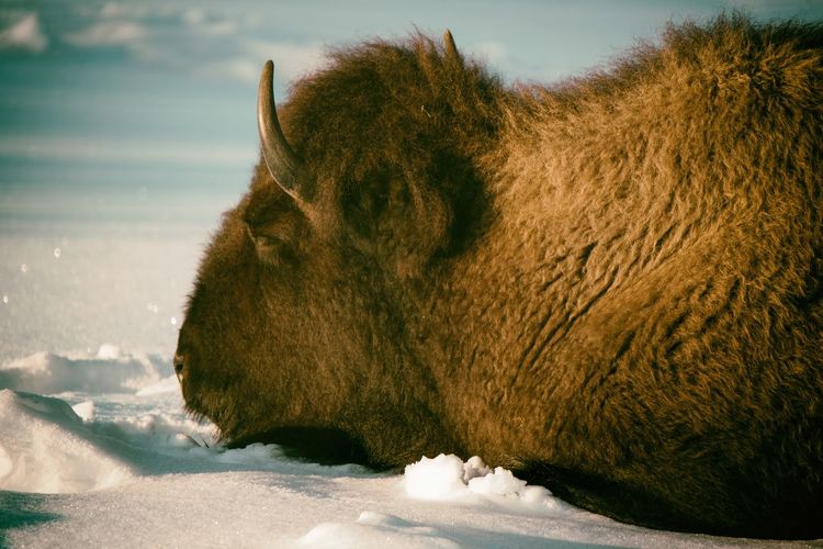 Buffalo in colorado