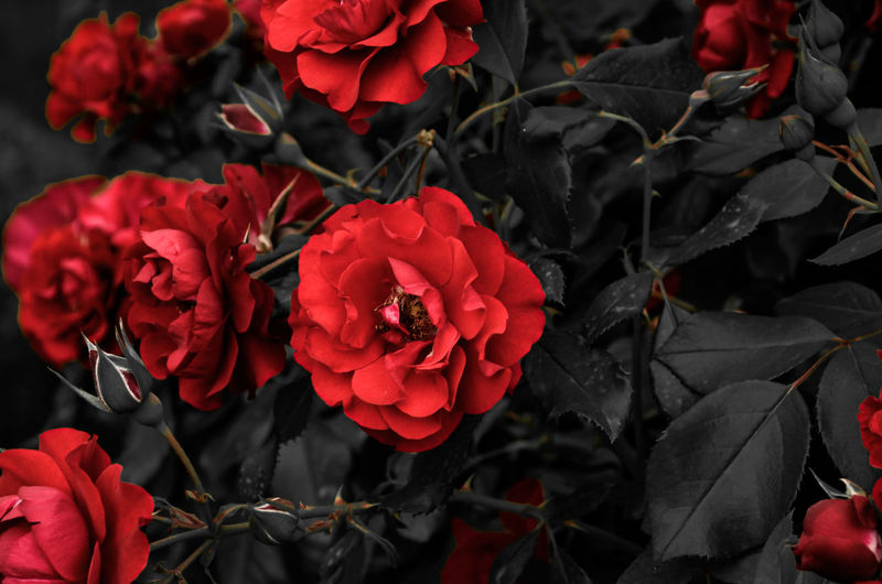 High angle view of red roses on plant