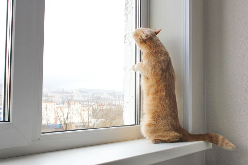 Red cat stands on its hind legs on the windowsill and looks out of the window. cat gopher position.