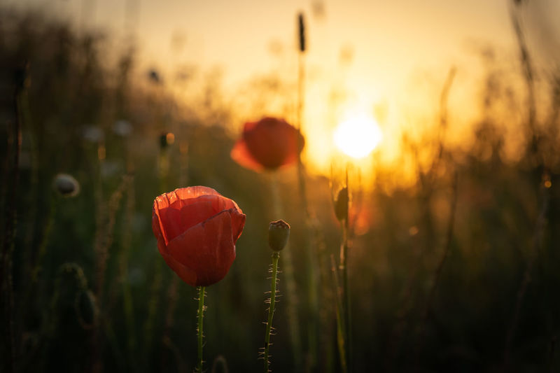 Close-up of poppy on field against sky during sunset