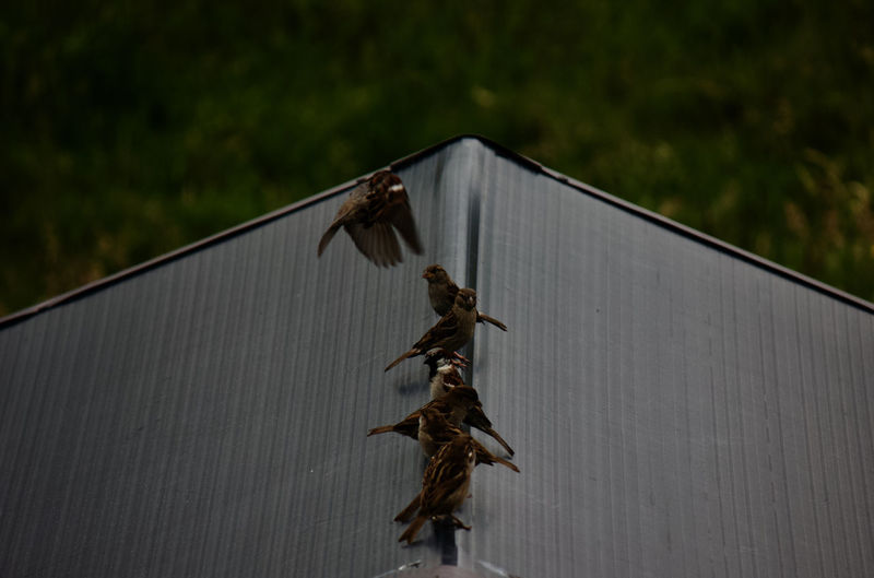 View of birds on roof