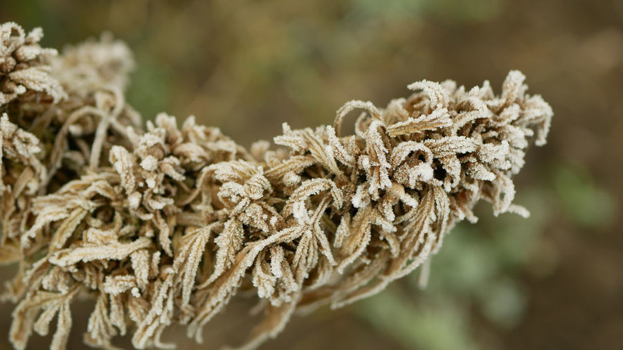 Close-up of dried plant