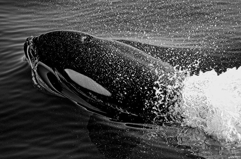 Close-up of orca swimming in sea in black and white