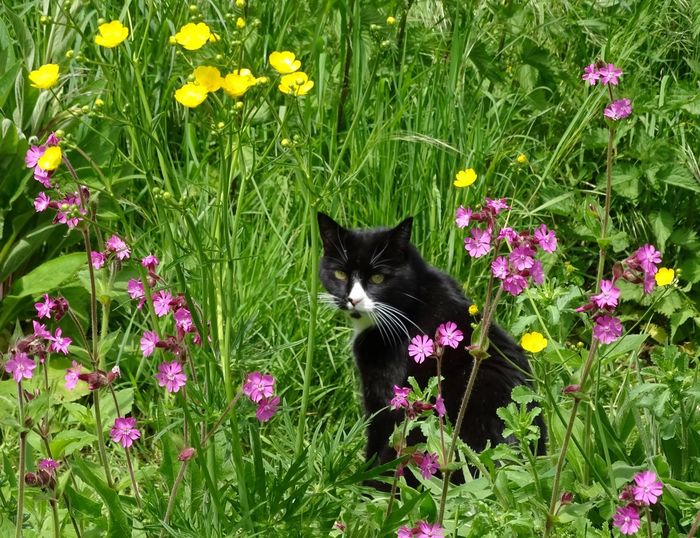 Cat in a wild flower garden in the sunshine 