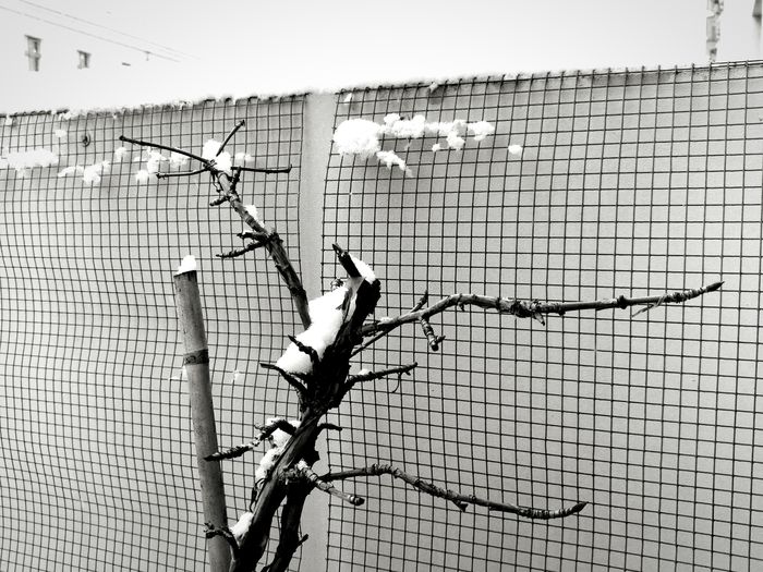 Close-up of birds on chainlink fence