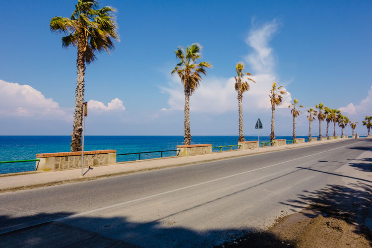 Scenic view of palm trees along road