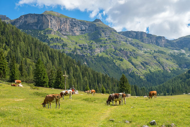 Beautiful alp valley with grazing cows