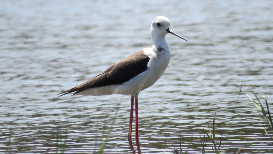 Close-up of bird in water