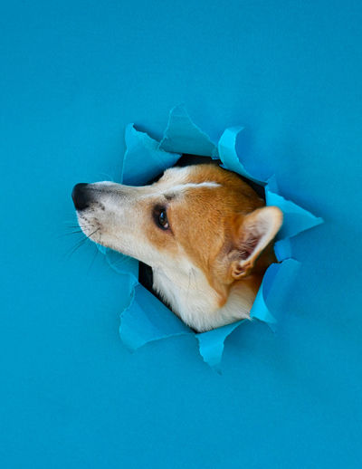 High angle view of dog against blue background