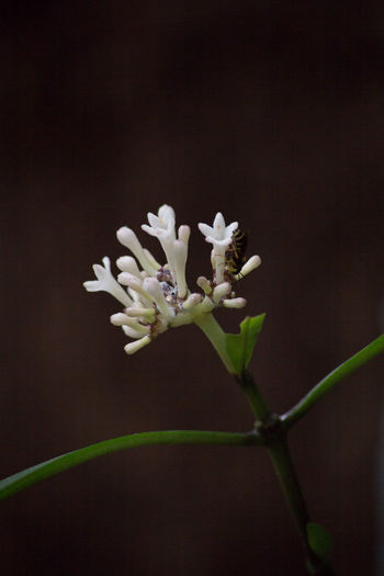 Close-up of white flowers blooming outdoors
